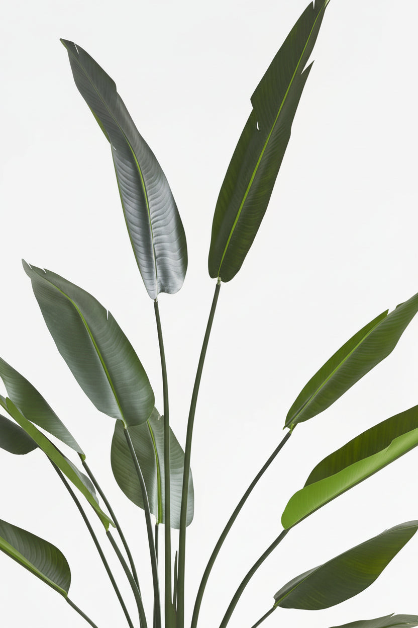 Strelitzia Plante Artificiel Oiseau Paradis 210cm Panier Algues - Plante Tropicale